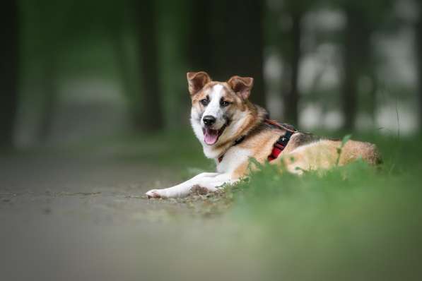 Молодой, активный красавец Пряник ищет дом! в Москве фото 18