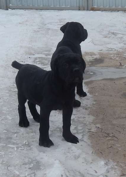 Щенки кане корсо (девочки) в фото 5