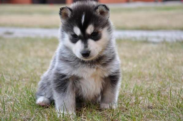 Две высокопородные девочки Хаски от Чемпионов! в Тюмени фото 16