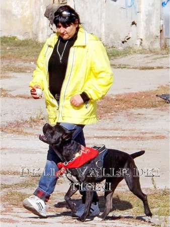 Все виды дрессировки собак по курсам послушания в Саратове фото 4