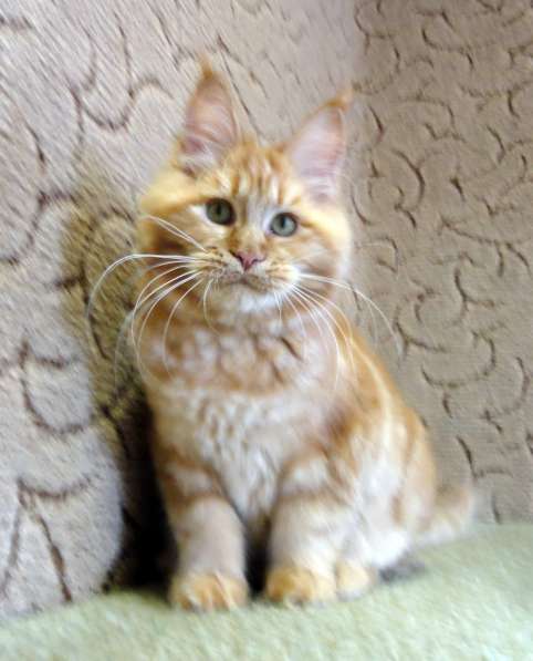 Апельсинки к Новому Году в Рязани фото 93