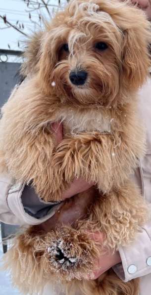 Maltipoo F - 1 в 