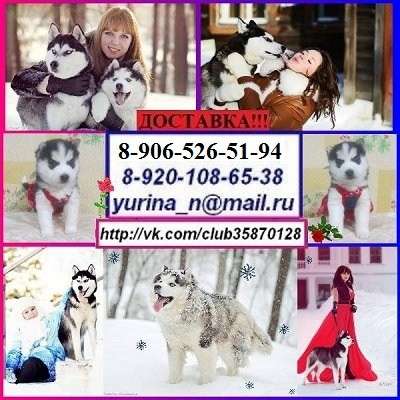 Щеночки!!! черно-белые. голубоглазые и разноглазые !!!!!! в Переславле-Залесском