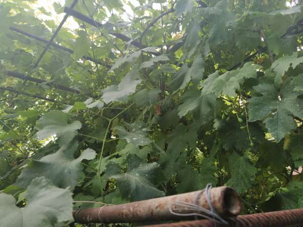 Ровный участок на 7км СТ Горнодолинный в Севастополе фото 12