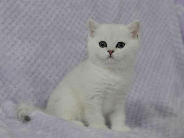 Британский мальчик роскошного окраса в Москве фото 11