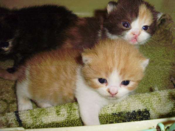 Разноцветные британские котята в Краснодаре фото 7