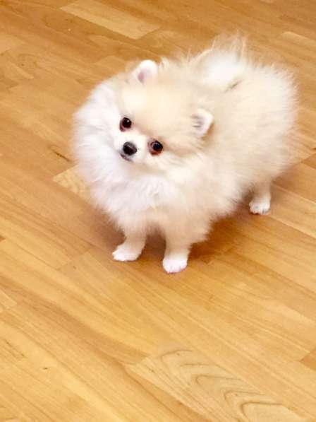 Мини шпиц. Кроха в Москве фото 3