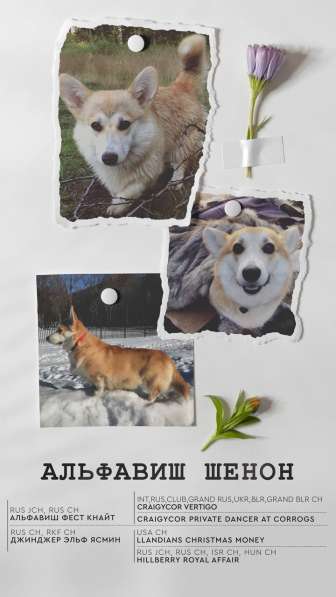 Вельш корги пемброк в Москве фото 3