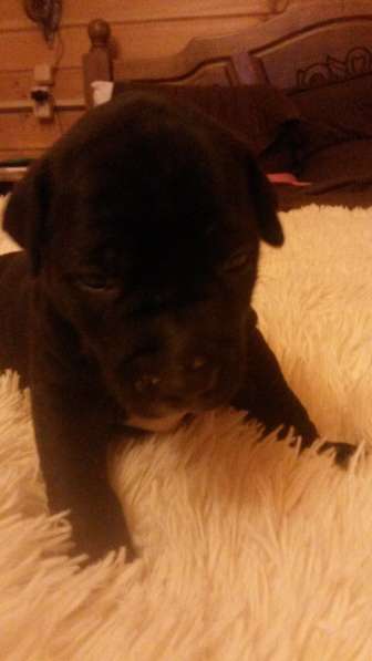 Щенки питбуля в Москве фото 22