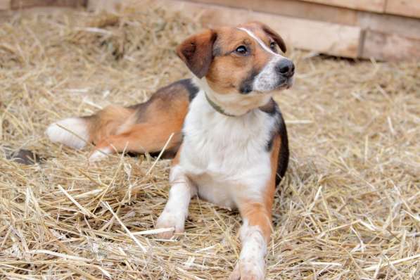 Метис бигля Мисти в дар в Москве фото 6