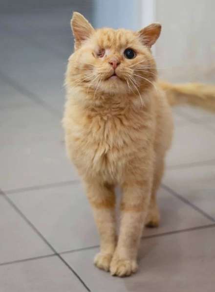 Рыжее солнышко Лева, молодой особенный котик ищет дом в Москве фото 6