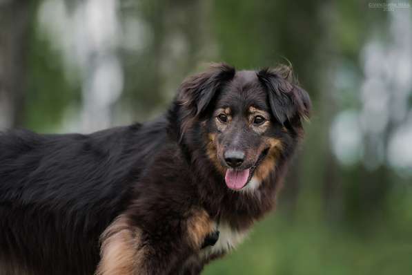 Собака-терапевт Пайпер ищет семью в Москве фото 20