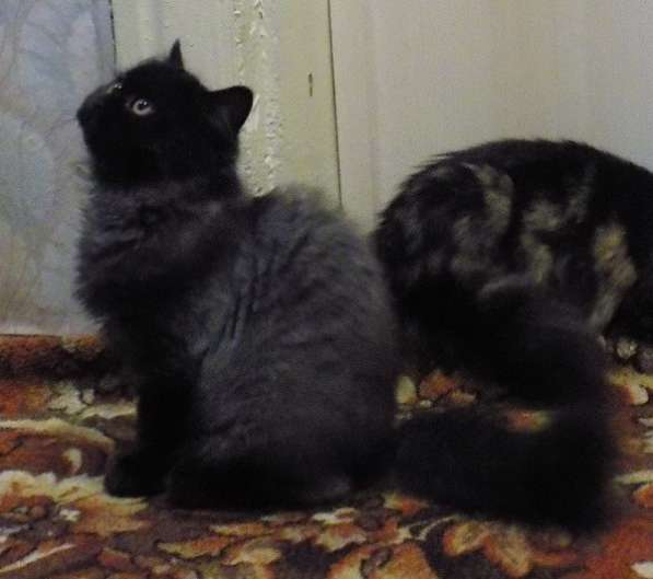 Кошечка чернобурка в Краснодаре фото 5