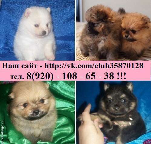 Щеночки Шпица мега очаровательные. разных окрасов