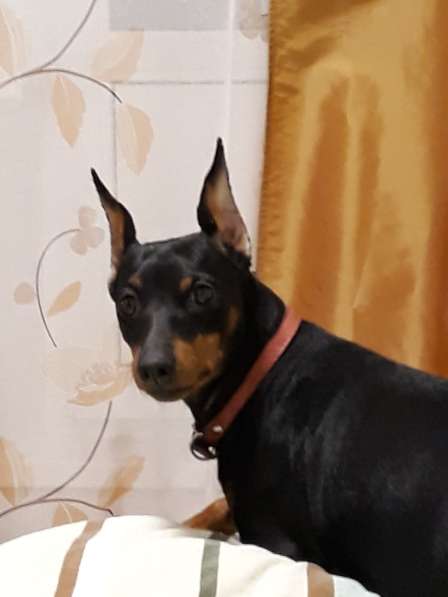 Щенки Цвергпинчера