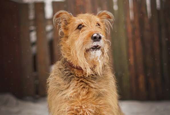 Мухтар ищет семью в Москве фото 41