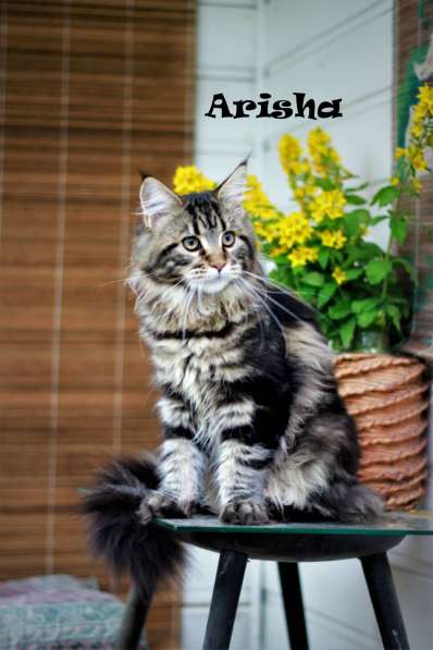 Котята мейн-кун в Пушкине фото 10