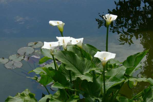 Кувшинки и другие водные растения в Севастополе фото 11