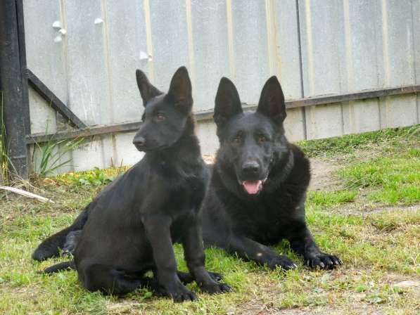 Восточноевропейская овчарка отличные щенки от Чемпионов в Балашихе фото 8