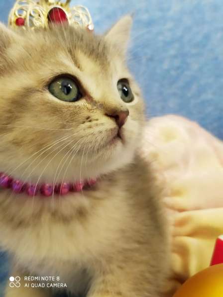 Котёнок шиншилла голубое золото в Новороссийске фото 3