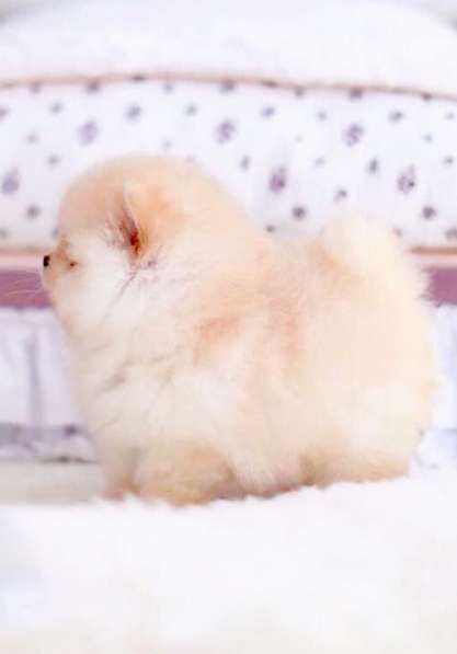 Супер мини шпиц! в Москве фото 12