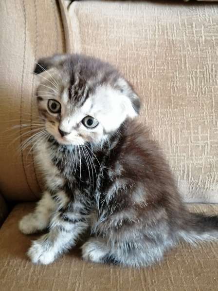 Шотландские котята в фото 24