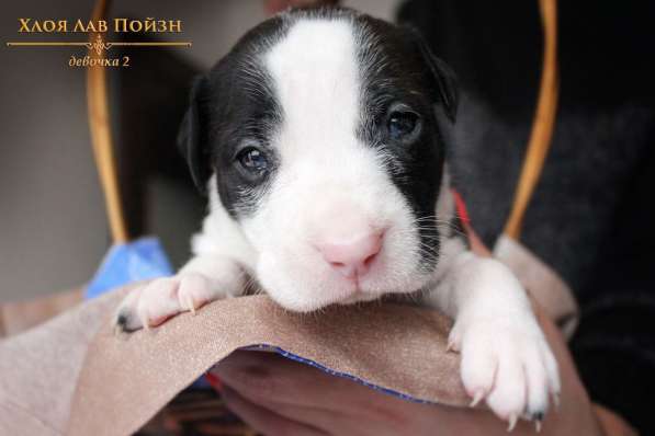 Щенки Американского Пит-бультерьера в фото 20