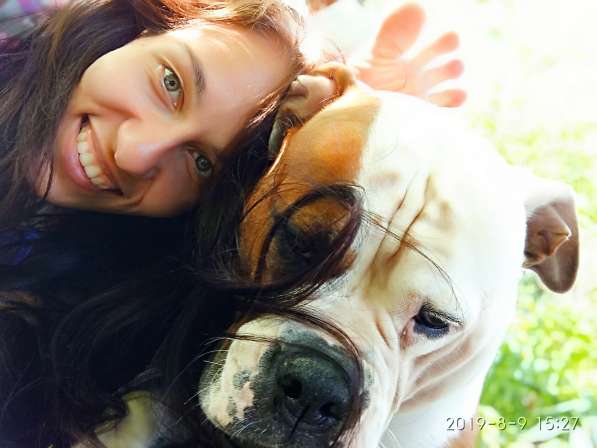 Продам щенка щенков Американского Бульдога FCI в фото 9