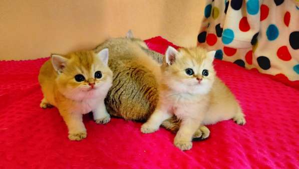 Британские золотые короткошёрстные котята