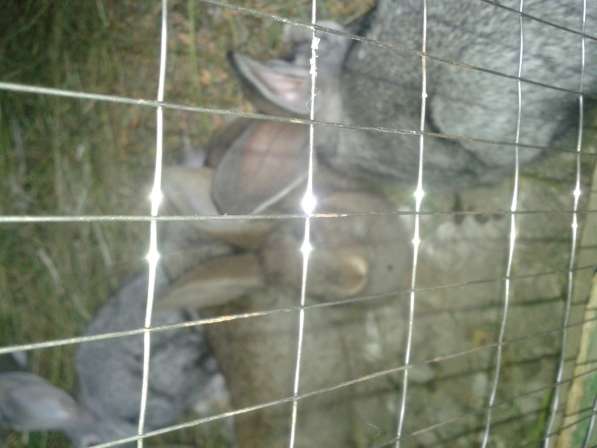 Кролики фландр в фото 3