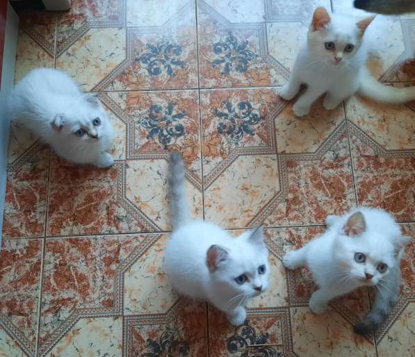 Шотландские котята в Краснодаре