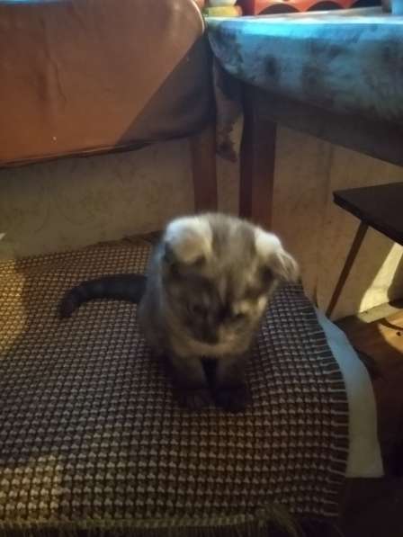 Шотландская вислоухая в Челябинске фото 8