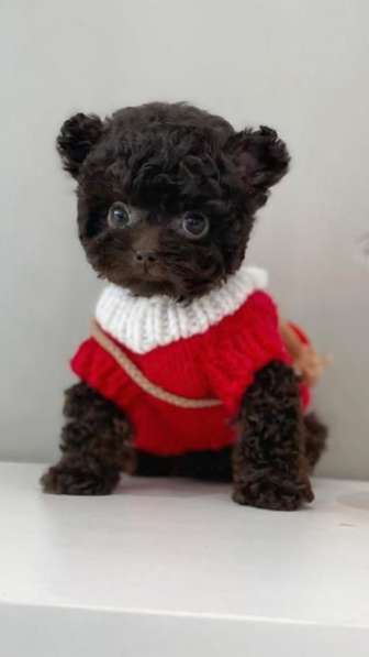 Teacup Teddy poodle в Москве