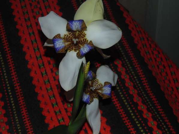 Продается комнатный цветок за 300.0 рублей в Иркутске фото 3
