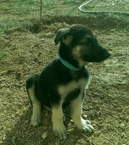 Продаются щенков ВЕО в Евпатории фото 8