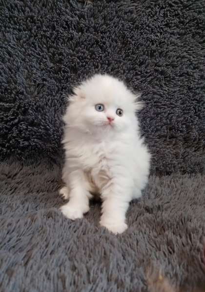 Белоснежный котик с разноцветными глазами в Костроме фото 3