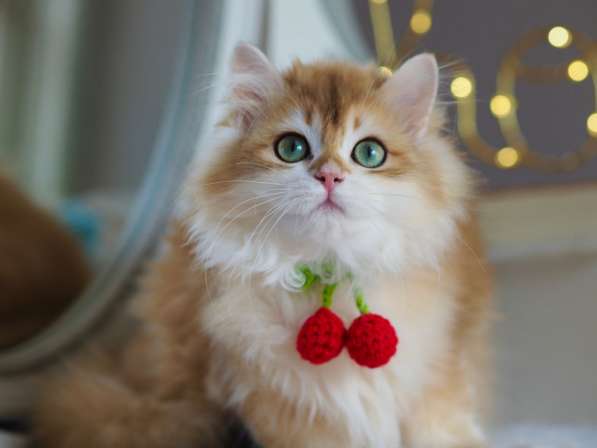 Британский длинношерстный котенок в Москве фото 14