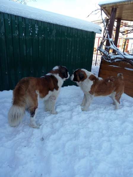 Щенки сенбернара в фото 106