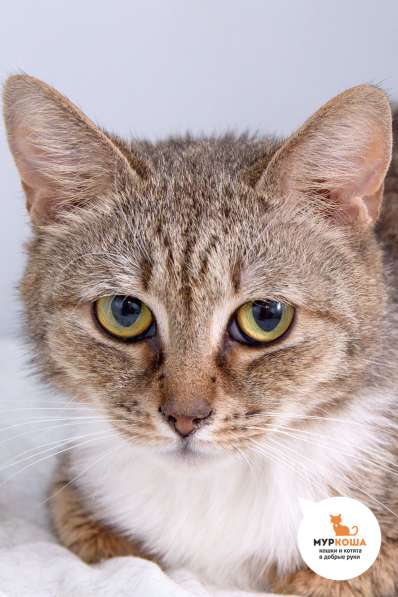 Кошка Невада в Москве фото 3
