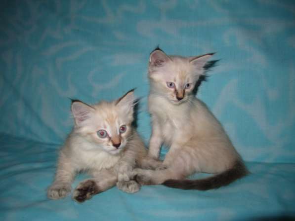 Тайские котята в Краснодаре фото 5