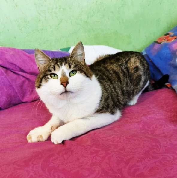 Классный кот ищет дом в Бронницах