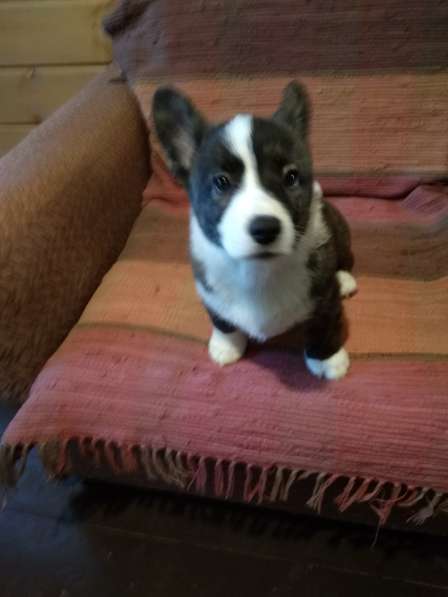 Щенки вельш корги кардиган в Москве фото 11