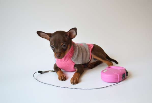 Русский той - Той Терьер - щенки в Москве фото 6