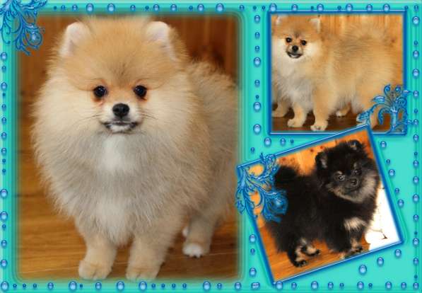 Щенки шпица в Раменское фото 41