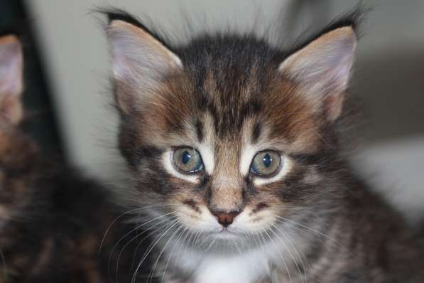 Котята курильского бобтейла в Астрахани фото 14