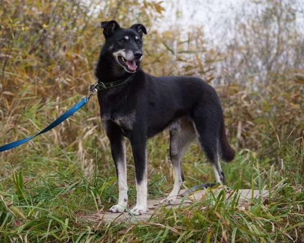 Веселый и игривый Ларик ищет дом! в Москве фото 11