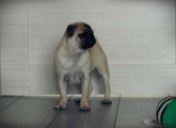 Щенки Мопса в Новосибирске фото 26