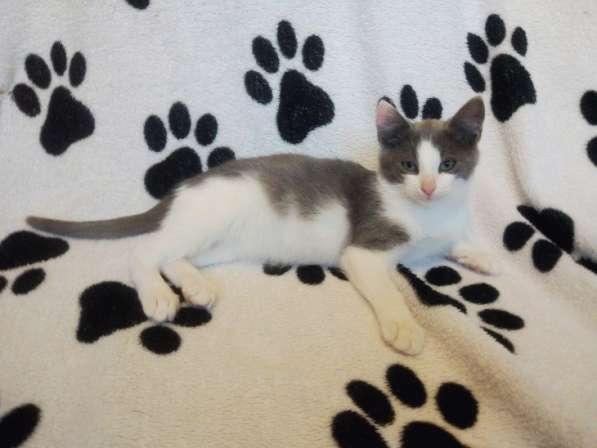 Ищет свое счастье котенок Ося!