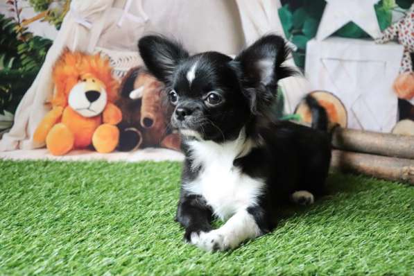 Чихуахуа щенки в Москве фото 3