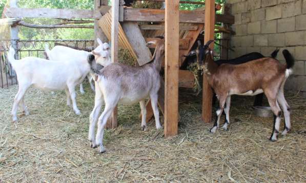 Продаются козы и козлята разных пород в Кизляре фото 5